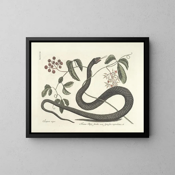 Bilder von Fischen, Schlangen, Insekten und anderen Tieren sowie einiger Pflanzen Pl048 - Mark Catesby — gerahmtes Bild an der Wand