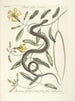 Fische, Schlangen, Insekten und einige andere Tiere sowie einige Pflanzenfotos Pl053 - Mark Catesby — Ansicht des Kunstwerks