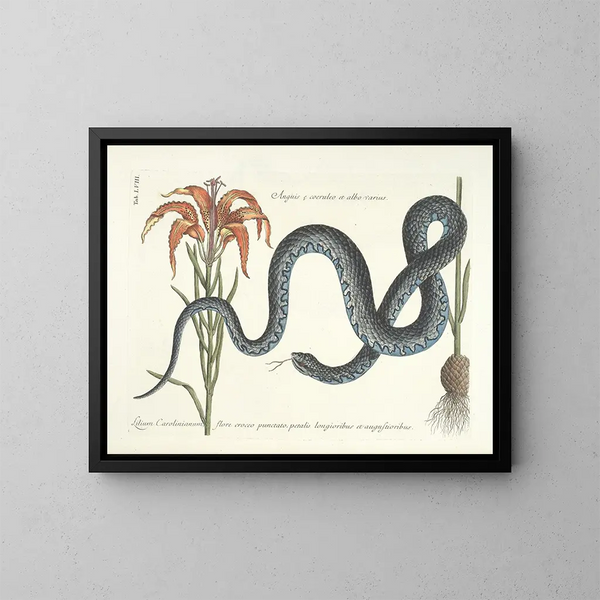 Bilder von Fischen, Schlangen, Insekten und anderen Tieren sowie einiger Pflanzen Pl058 - Mark Catesby — gerahmtes Bild an der Wand