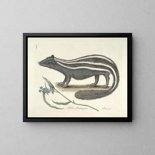 Immagini di pesci, serpenti, insetti e altri animali così come di alcune piante Pl062 - Mark Catesby — quadro incorniciato alla parete