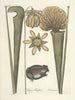 Pesci, serpenti, insetti e alcuni altri animali, così come alcune immagini di piante Pl069 - Mark Catesby — vista dell’opera