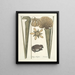 Pesci, serpenti, insetti e alcuni altri animali, così come alcune immagini di piante Pl069 - Mark Catesby — quadro incorniciato alla parete