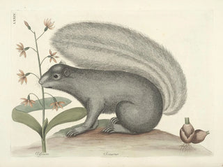 Immagini di pesci, serpenti, insetti e altri animali così come di alcune piante Pl074 - Mark Catesby — vista dell’opera