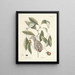 Fische, Schlangen, Insekten und einige andere Tiere sowie einige Pflanzenbilder Pl076 - Mark Catesby — gerahmtes Bild an der Wand