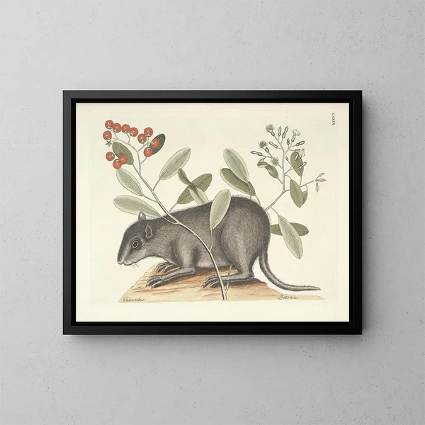 Immagini di pesci, serpenti, insetti e altri animali così come di alcune piante Pl079 - Mark Catesby — quadro incorniciato alla parete