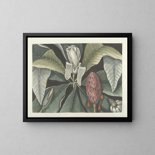 Immagini di pesci, serpenti, insetti e altri animali così come di alcune piante Pl080 - Mark Catesby — quadro incorniciato alla parete