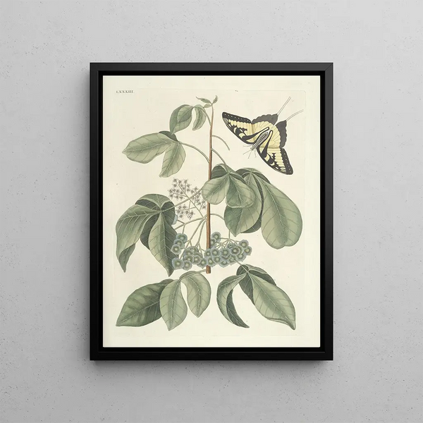 Mark Catesby - Piscium serpentum insectorum aliorumque nonnullorum animalum nec non plantarum quarundam imagines Pl083.webp