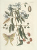Pesci, serpenti, insetti e alcuni altri animali, così come alcune immagini di piante Pl084 - Mark Catesby — vista dell’opera