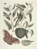 Fische, Schlangen, Insekten und einige andere Tiere sowie einige Pflanzenbilder Pl086 - Mark Catesby — Ansicht des Kunstwerks