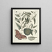 Fische, Schlangen, Insekten und einige andere Tiere sowie einige Pflanzenbilder Pl086 - Mark Catesby — gerahmtes Bild an der Wand