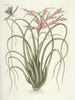 Fische, Schlangen, Insekten und einige andere Tiere sowie einige Pflanzenbilder Pl089 - Mark Catesby — Ansicht des Kunstwerks