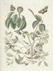 Fische, Schlangen, Insekten und einige andere Tiere sowie einige Pflanzenfotos Pl095 - Mark Catesby — Ansicht des Kunstwerks