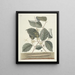 Pesci, serpenti, insetti e alcuni altri animali, così come alcune foto di piante Pl101 - Mark Catesby — quadro incorniciato alla parete