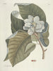Pesci, serpenti, insetti e alcuni altri animali, così come alcune foto di piante Pl107 - Mark Catesby — vista dell’opera