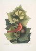 Platinus Occidentalis Le Platane Occidental Muscicapa Rubra Le Tangara d'Été - Mark Catesby — vista dell’opera