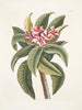 Plumeria - Mark Catesby — Ansicht des Kunstwerks