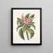 Plumeria - Mark Catesby — gerahmtes Bild an der Wand