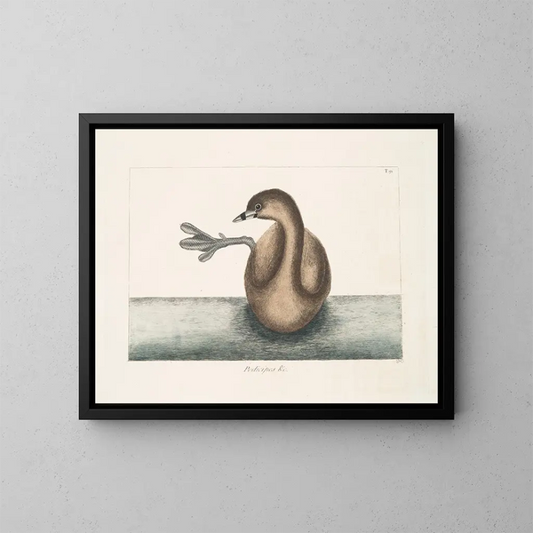 Il grèbe a collo nero - Mark Catesby — quadro incorniciato alla parete