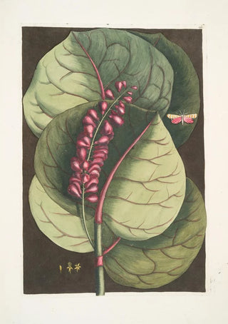 Mark Catesby - Prunus maritima racemosa The Mangrove GrapeTree Phalna Caroliniana c.webp