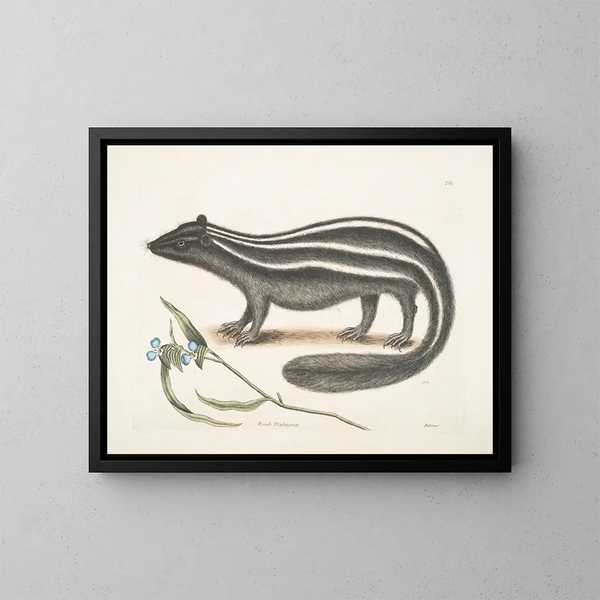 PseudoPhalangium ramosum Putorius le Putois - Mark Catesby — quadro incorniciato alla parete