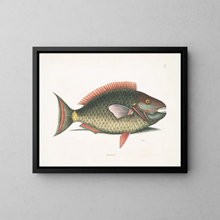 Mark Catesby - Psittacus c The ParrotFish.webp