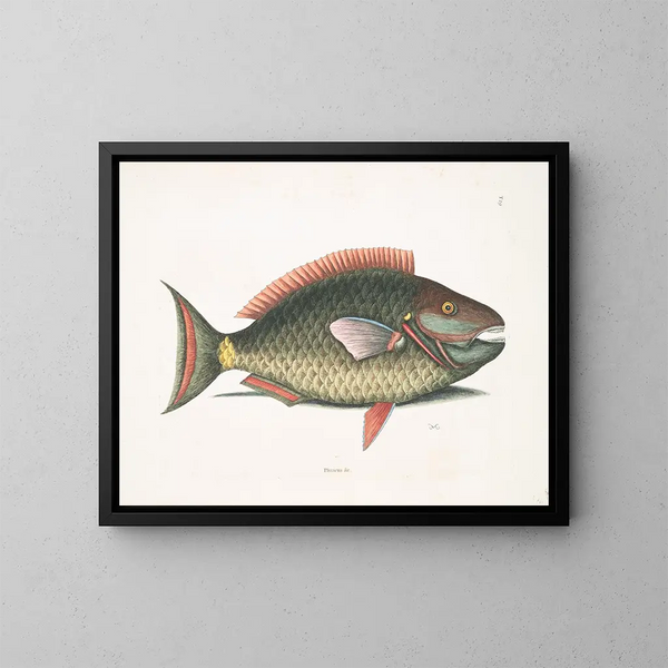 Psittacus e il pesce pappagallo - Mark Catesby — quadro incorniciato alla parete
