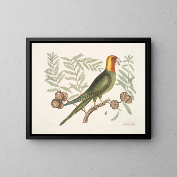 Il pappagallo di Caroline - Mark Catesby — quadro incorniciato alla parete