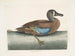 Singschwan mit weißem Gesicht - Mark Catesby — Ansicht des Kunstwerks