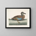 Singschwan mit weißem Gesicht - Mark Catesby — gerahmtes Bild an der Wand