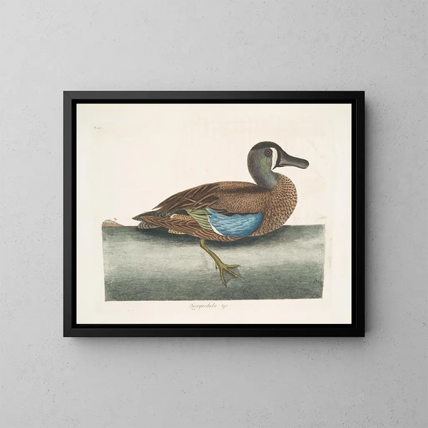 Cigno sibilante con faccia bianca - Mark Catesby — quadro incorniciato alla parete