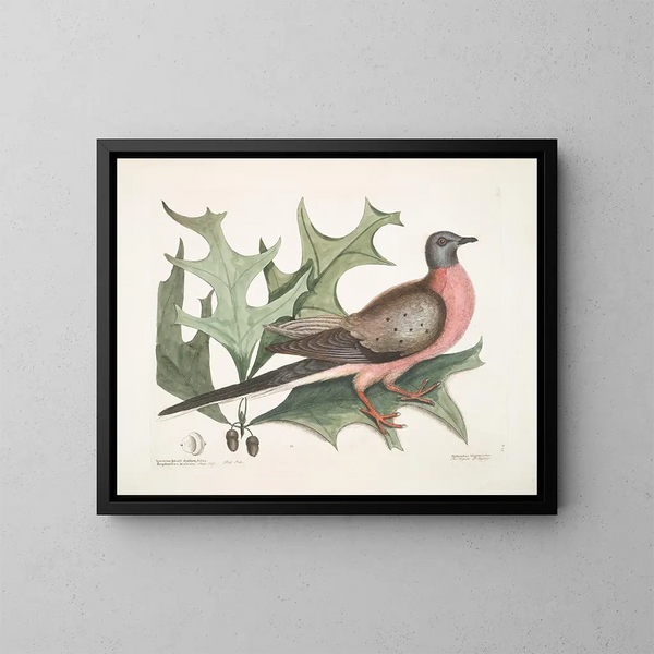 di Quercia scarlatta, foglie più larghe e spinose, Piccione migratore - Mark Catesby — quadro incorniciato alla parete