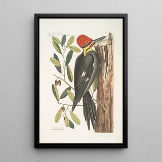 Mark Catesby - Quercus sempervirens foliis oblongis non sinuatis Live Oak Picus maximus cristatubra The large red crested Woodpecker.webp