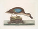 Der blaue Fliegende Enten - Mark Catesby — Ansicht des Kunstwerks