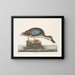 Der blaue Fliegende Enten - Mark Catesby — gerahmtes Bild an der Wand