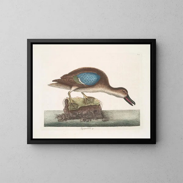 Il papero che fischia con ali blu - Mark Catesby — quadro incorniciato alla parete