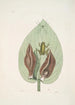 Rana viridis arborea La Rainette Verte Arum Americanum L'Herbe à Mouffette - Mark Catesby — vista dell’opera