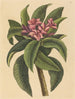 Frangipanni rot Plumeria rubra - Mark Catesby — Ansicht des Kunstwerks