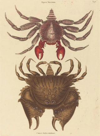 Mark Catesby - Red Mottled Rockcrab Cancer grapsus.webp
