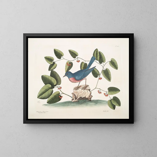 L'uccello blu - Mark Catesby — quadro incorniciato alla parete