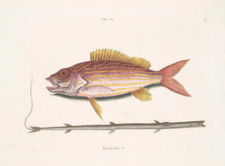 Der Tabakfisch - Mark Catesby — Ansicht des Kunstwerks