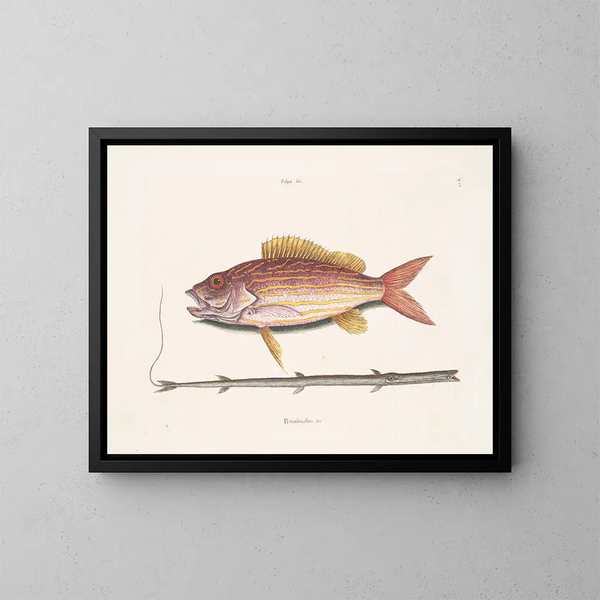 Il pesce-tabacco - Mark Catesby — quadro incorniciato alla parete