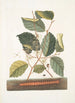 Scolopendra Hamamelis - Mark Catesby — vista dell’opera