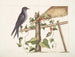 Smilax c. Hirundo purpurea, le Martin pourpre - Mark Catesby — Ansicht des Kunstwerks
