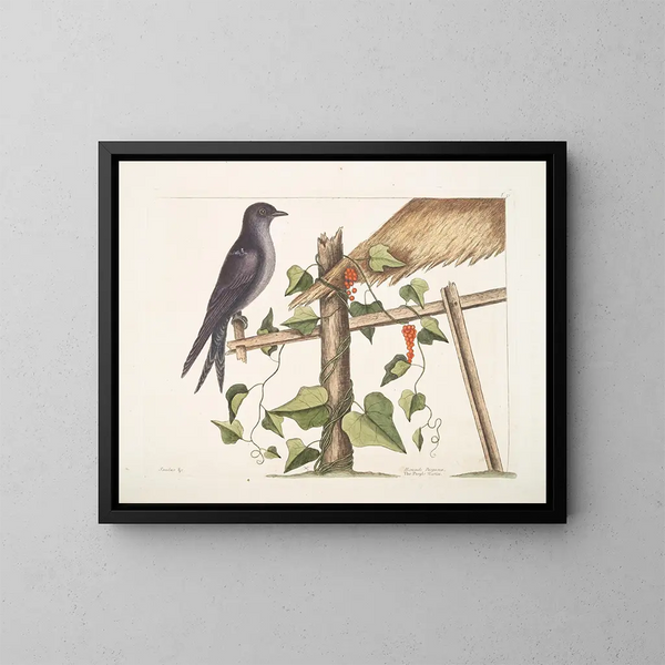 Smilax c. Hirundo purpurea, il Martin porpora - Mark Catesby — quadro incorniciato alla parete