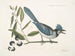 Smilax lisse, laurier à feuilles non dentées, baies noires, le Smilax à feuilles de laurier, Pica cristata carulea, le Geai huppé bleu - Mark Catesby — Ansicht des Kunstwerks
