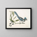 Smilax lisse, laurier à feuilles non dentées, baies noires, le Smilax à feuilles de laurier, Pica cristata carulea, le Geai huppé bleu - Mark Catesby — gerahmtes Bild an der Wand