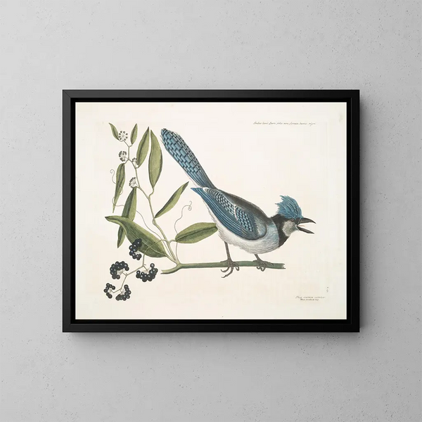 Smilax lisse, lauro a foglie non dentate, bacche nere, la Smilax a foglie di lauro, Pica cristata carulea, il Ghiandaia blu a cresta - Mark Catesby — quadro incorniciato alla parete