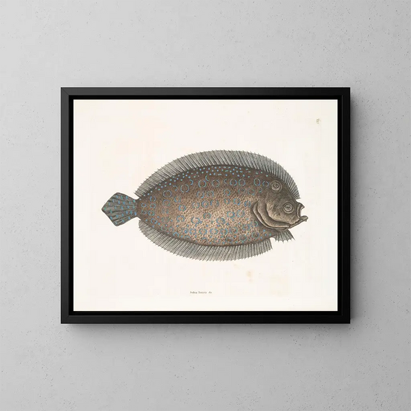 Solea lunata - Mark Catesby — quadro incorniciato alla parete