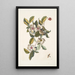 Steuartia Regulus Cristatus Vespa Ichneumon - Mark Catesby — quadro incorniciato alla parete