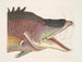 Der große Fisch-Hogfish - Mark Catesby — Ansicht des Kunstwerks